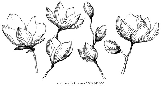 Magnolia in a vector style isolated. Full name of the plant: magnolia, gynopodium, sweetbay. Vector flower for background, texture, wrapper pattern, frame or border.