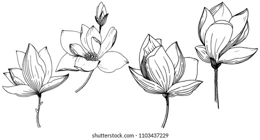 Magnolia in a vector style isolated. Full name of the plant: Magnolia. Vector flower for background, texture, wrapper pattern, frame or border.