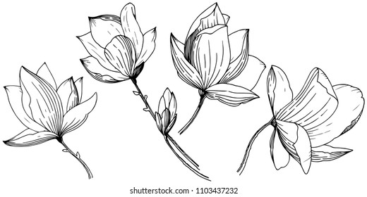 Magnolia aislada en forma de vector. Nombre completo de la planta: Magnolia. Flor vectorial para fondo, textura, patrón envolvente, marco o borde.