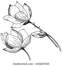 Magnolia in a vector style isolated. Full name of the plant: Magnolia. Vector flower for background, texture, wrapper pattern, frame or border.