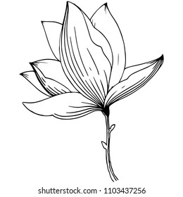 Magnolia in a vector style isolated. Full name of the plant: Magnolia. Vector flower for background, texture, wrapper pattern, frame or border.