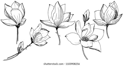Magnolia in a vector style isolated. Full name of the plant: Magnolia. Vector flower for background, texture, wrapper pattern, frame or border.