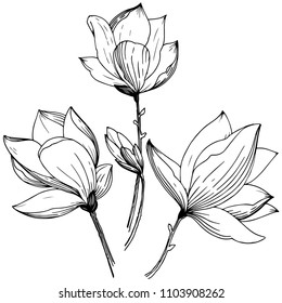 Magnolia in a vector style isolated. Full name of the plant: Magnolia. Vector flower for background, texture, wrapper pattern, frame or border.