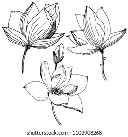 Magnolia in a vector style isolated. Full name of the plant: Magnolia. Vector flower for background, texture, wrapper pattern, frame or border.