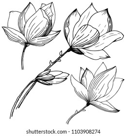 Magnolia in a vector style isolated. Full name of the plant: Magnolia. Vector flower for background, texture, wrapper pattern, frame or border.