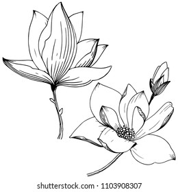 Magnolia in a vector style isolated. Full name of the plant: Magnolia. Vector flower for background, texture, wrapper pattern, frame or border.