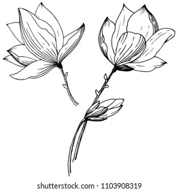 Magnolia in a vector style isolated. Full name of the plant: Magnolia. Vector flower for background, texture, wrapper pattern, frame or border.
