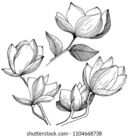 Magnolia in a vector style isolated. Full name of the plant: Magnolia. Vector flower for background, texture, wrapper pattern, frame or border.