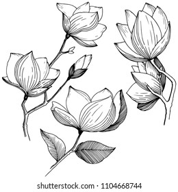 Magnolia in a vector style isolated. Full name of the plant: Magnolia. Vector flower for background, texture, wrapper pattern, frame or border.