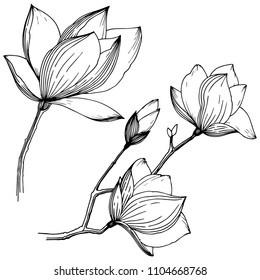 Magnolia in a vector style isolated. Full name of the plant: Magnolia. Vector flower for background, texture, wrapper pattern, frame or border.