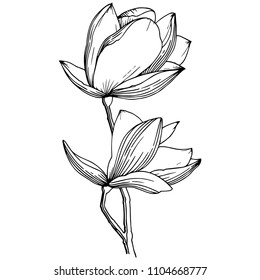 Magnolia in a vector style isolated. Full name of the plant: Magnolia. Vector flower for background, texture, wrapper pattern, frame or border.