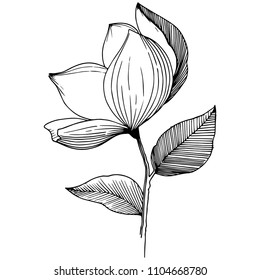 Magnolia in a vector style isolated. Full name of the plant: Magnolia. Vector flower for background, texture, wrapper pattern, frame or border.