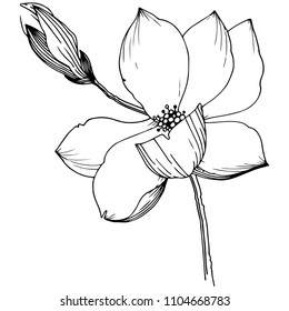 Magnolia in a vector style isolated. Full name of the plant: Magnolia. Vector flower for background, texture, wrapper pattern, frame or border.