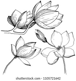 Magnolia in a vector style isolated. Full name of the plant: Magnolia. Vector flower for background, texture, wrapper pattern, frame or border.