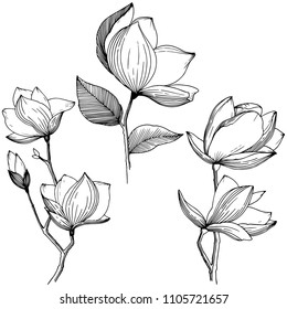 Magnolia in a vector style isolated. Full name of the plant: Magnolia. Vector flower for background, texture, wrapper pattern, frame or border.