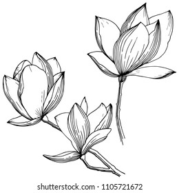 Magnolien in einer Vektorillustration einzeln. Vollständiger Name der Pflanze: Magnolien. Vektorillustration Blume für Hintergrund, Textur, Wrapper-Muster, Rahmen oder Rahmen.