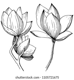 Magnolia in a vector style isolated. Full name of the plant: Magnolia. Vector flower for background, texture, wrapper pattern, frame or border.