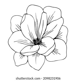 Magnolia aislada en forma de vector. Nombre completo de la planta: magnolia. Flor vectorial para fondo, textura, patrón envolvente, marco o borde.