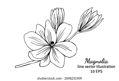 Magnolia aislada en forma de vector. Nombre completo de la planta: magnolia. Flor vectorial para fondo, textura, patrón envolvente, marco o borde.