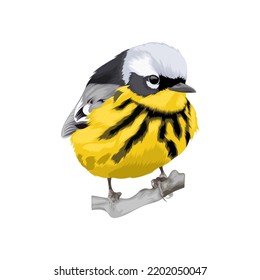 Magnolia Warbler Bird Vector Illustration