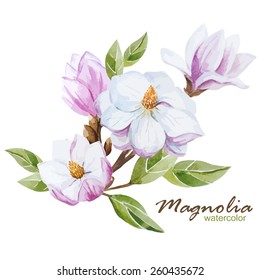 magnólia, aquarela, flores,