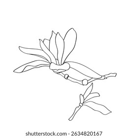 Magnolia.Vector.Imagen sobre fondo blanco y de color.