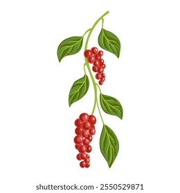 magnolia-vine, five-flavor fruit, Schisandra chinensis, vector drawing wild plant with berries at white background, floral element, medicinal herb, hand drawn botanical illustration