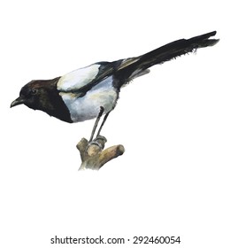magpie