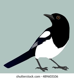 Magpie