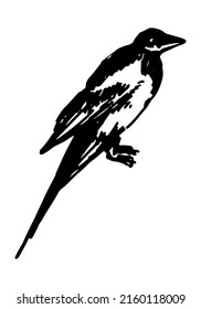 962 Magpie sketch Images, Stock Photos & Vectors | Shutterstock