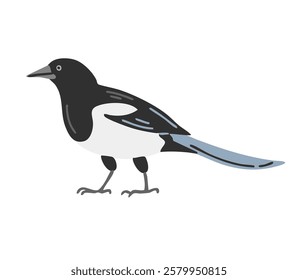 Magpie bird. Flying feathered. Animals, nature and ornithology. Cartoon vector illustration isolated on white background