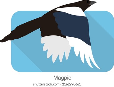Magpie bird flying, vector illustration