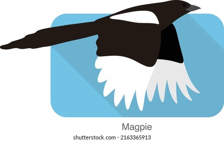 Magpie bird flying, vector illustration