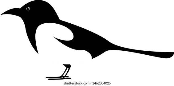 Magpie bird, illustration, vector on white background.