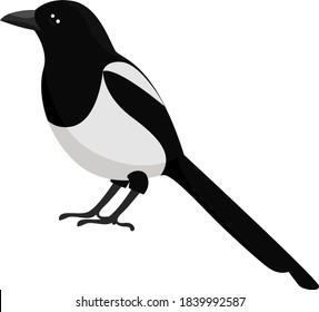 Magpie bird, illustration, vector on white background