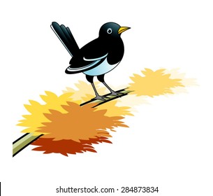 magpie bird on tree branch in autumn
