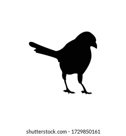Magpie Bird Silhouette, Animal Vector illustration.