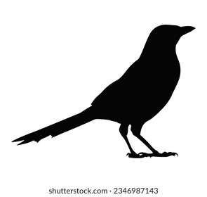 Magpie Bird Silhouette, Animal Vector illustration.