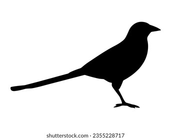 Magpie bird silhouette vector art svg