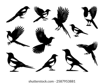 Magpie Bird silhouette vector on a white background, Elegant Black and White Magpie Silhouettes in Flight and at Rest