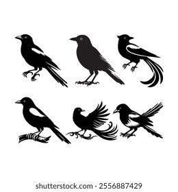 Magpie bird silhouette vector style with white background