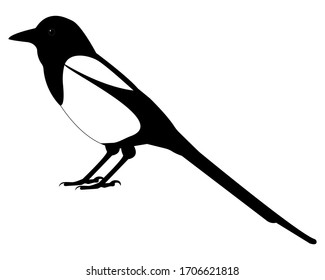 A magpie bird sits on a branch, at the top of a tree. Magpie vector (lat. Pica pica) isolated on a white background. Birds of Russia and Europe