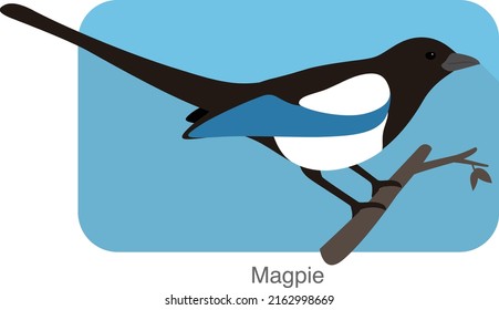 Magpie bird standing on a branch, vector illustration