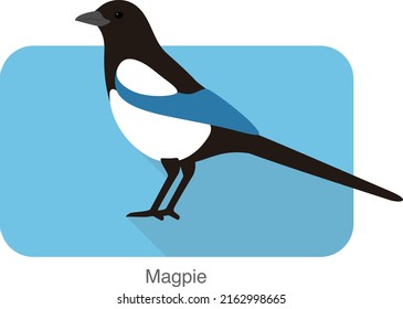 Magpie bird standing, vector illustration