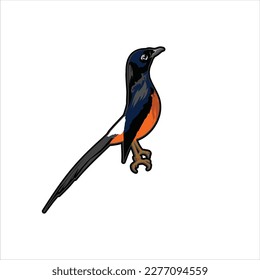 Magpie bird vector illustration with black orange color, Murai batu Indonesia
