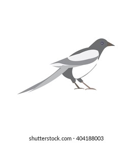Magpie bird. Vector illustration of a black and white bird
