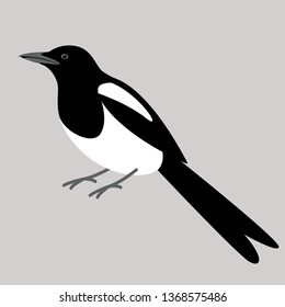 magpie bird, vector illustration, flat style, profile side