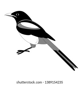 magpie bird. vector illustration .flat style, profile side.