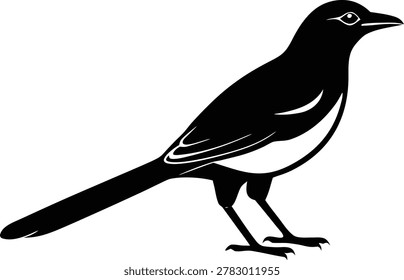 Magpie bird vector illustration graphic