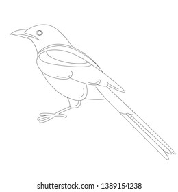 magpie bird. vector illustration. lining draw, profile side.